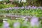 Reflection of water hyacinth flower fields bloom colorful purple.