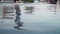 Reflection in water, jeans man does a back flip in a fountain in a city park. Close-up, slow motion