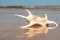 Reflection in water of Large spider conch seashell on Caribbean sandy beach