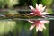 Reflection Of A Water Lily