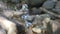 Reflection in water among rocks of West Ithaca Creek.