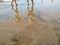 reflection on the water of the sand of a beach of a tropical seashore during a low tide showing the feet of several persons