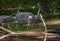 Reflection in water of sheep feeding