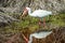 Reflection of a white ibis in a Florida mangrove