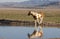 Reflection of a Wild Horse