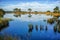 Reflections on a calm swamp lake