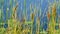 The reflections of cat tails and lily pads floating in the water at shore of a Minnesota lake