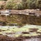 Reflections  in clear seawater at low tide in idyllic creek