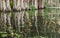 Reflections of a clump of tall swamp cypress trees