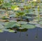 Reflections of Lotus on the waters of Carter Lake Iowa