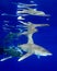 Reflections of a Pair of Sharks at Cat Island in the Bahamas