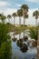 Reflections of palm trees on hunting island south carolina