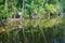 Reflections of palms in a pond in Bagerhat, Banglade