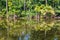 Reflections of palms in a pond in Bagerhat, Banglade