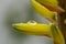 Reflections in a perfect drop of rain on the yellow petal of aloe vera