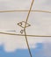 Reflections of reed straws and sky on water surface