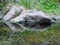 Reflections on Rocky Shoreline: A Photo of Water Mirror and Vegetation