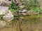 Reflections on Rocky Shoreline: A Photo of Water Mirror and Vegetation