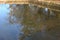 Reflections of several trees overlooking a carp pond