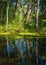 Reflections of slender trees in a pond. Algae in pond. Dirty polluted water in a pond