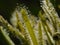 Reflections of the sun on the leaves of a carnivorous plant Sundew.