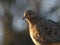 Reflections of Sunrise on a Mourning Dove`s Profile