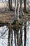 Reflections trees on calm swamp water in early spring.