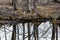 Reflections trees on calm swamp water in early spring.