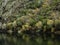 Reflections of trees in the river Sil