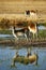 Reflections of two young Red Lechwe antelope