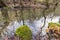 Reflections in the water of the Kamchia River