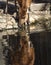 Reflections in the water of a sitatunga