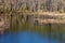 Reflections in a Woodland Marsh