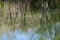 Reflections in a Woodland Marsh