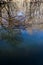 Reflections in a Woodland Marsh