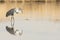 Reflective image of sandhill crane