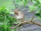 Reflective Monkey on a Tree Branch - Wildlife Stock Photo