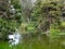 Reflective view of a marsh and swamp