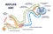 Reflex arc explanation with pain signals and receptor impulse outline diagram