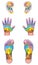 Reflexology Zones Ears Hands Feet