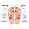 Reflexology zones of the feet