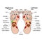 Reflexology zones of the feet vector illustration.