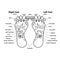 Reflexology zones of the feet vector illustration,