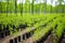 a reforestation area with saplings in protective tubes