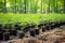 a reforestation area with saplings in protective tubes