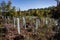 Reforestation in the cleared forest