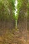 Reforestation of eucalyptus