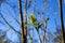 Reforestation and forest protection concept: First leaves of newly planted beech tree against blurred bare trunks and blue sky -