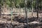 Reforestation and pipes in the ground for the regrowth of pine forest