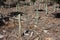 Reforestation and pipes in the ground for the regrowth of pine forest